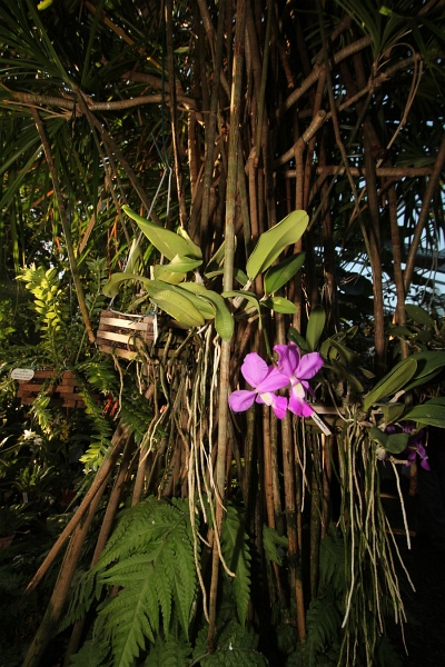 Phalaenopsis   055.jpg